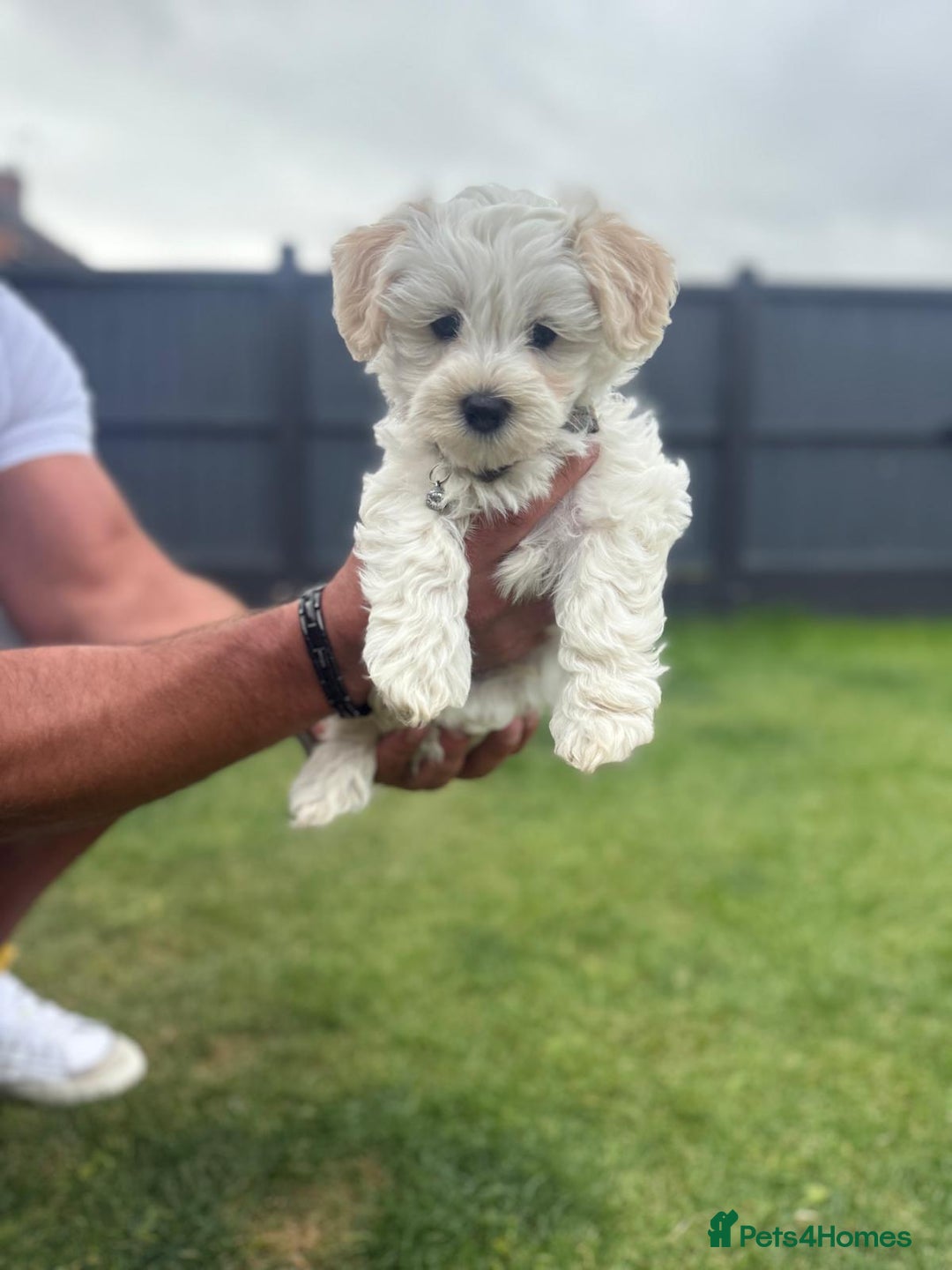 Maltipoo dogs for sale: Beautifull Maltipoo Last Boy left healthy check  - Image 1
