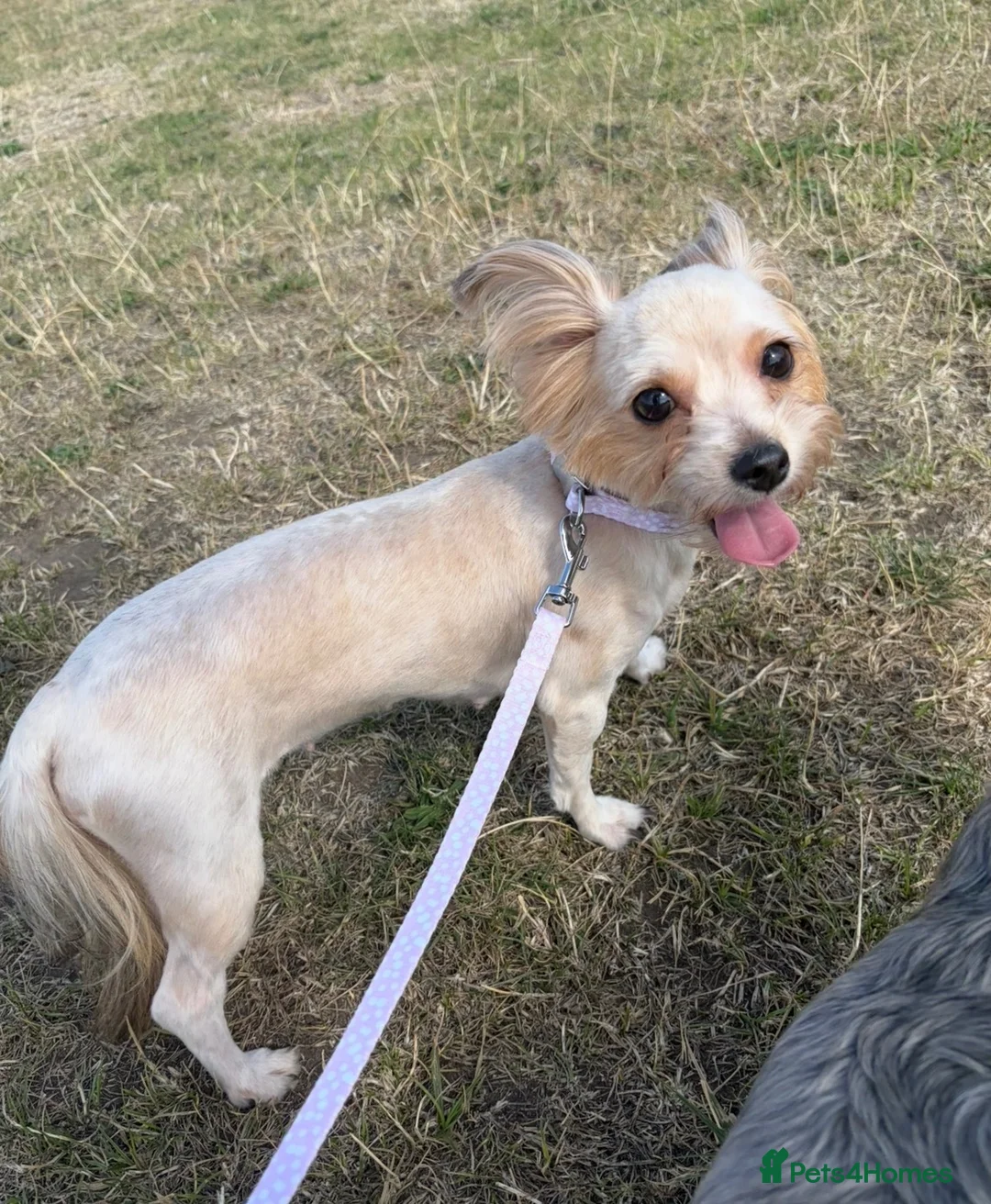 Yorkshire Terrier dogs for sale: Beautiful Yorkshire Terrier Female  - Advert 2