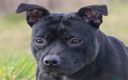 Staffordshire Bull Terrier dogs for sale: Black Adult female  - Image 1