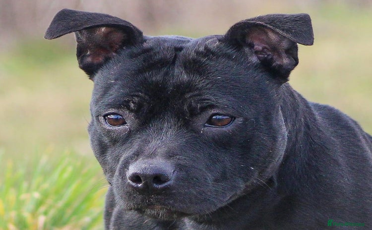 Staffordshire Bull Terrier dogs - Advert 11