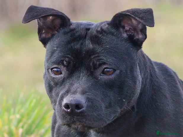 Staffordshire Bull Terrier dogs - Advert 4