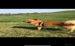 Mixed Breed dogs for sale: Our gorgeous German spitz Henry  - Image 8