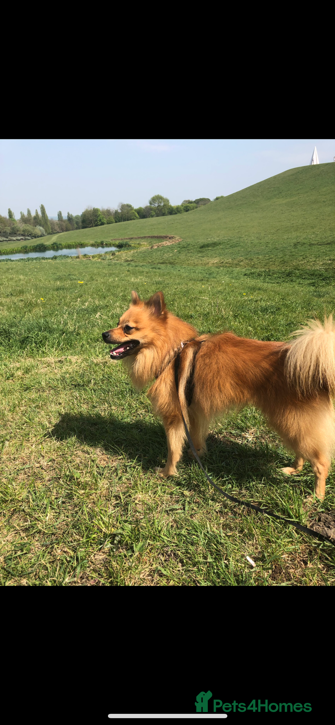 Mixed Breed dogs for sale: Our gorgeous German spitz Henry  - Image 8