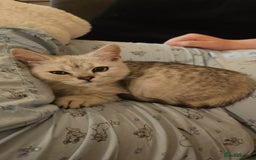 British Shorthair cats for sale: 4 beautiful kittens for sale - Image 8