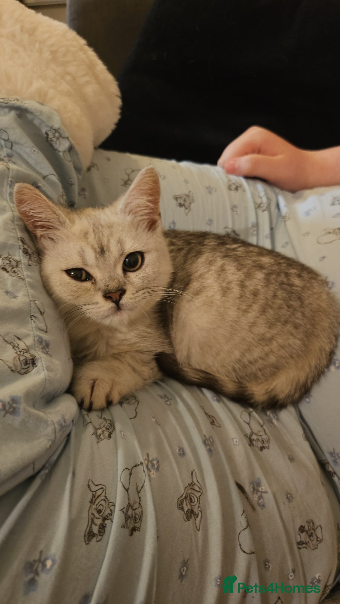 British Shorthair cats for sale: 4 beautiful kittens for sale - Image 8