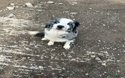 Border Collie dogs for sale: Border collie pups - Image 12