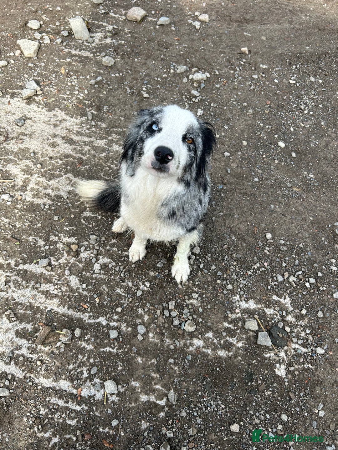 Border Collie dogs for sale: Border collie pups - Image 12