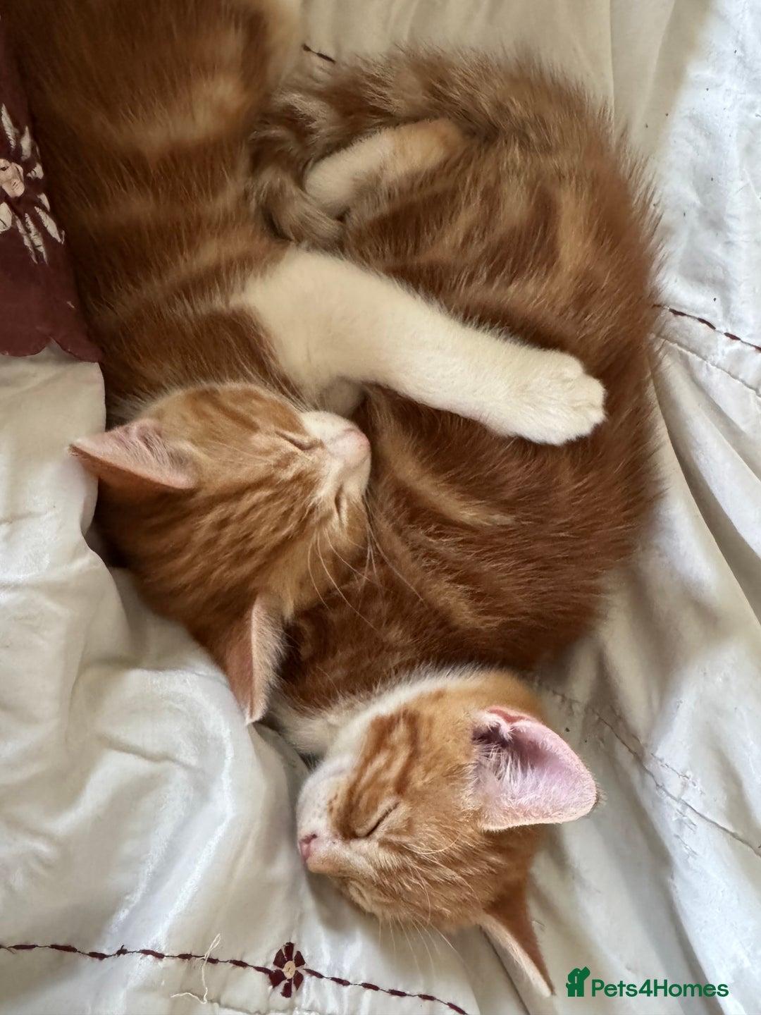 British Shorthair cats for sale: Two gorgeous ginger boys to go together  - Advert 3