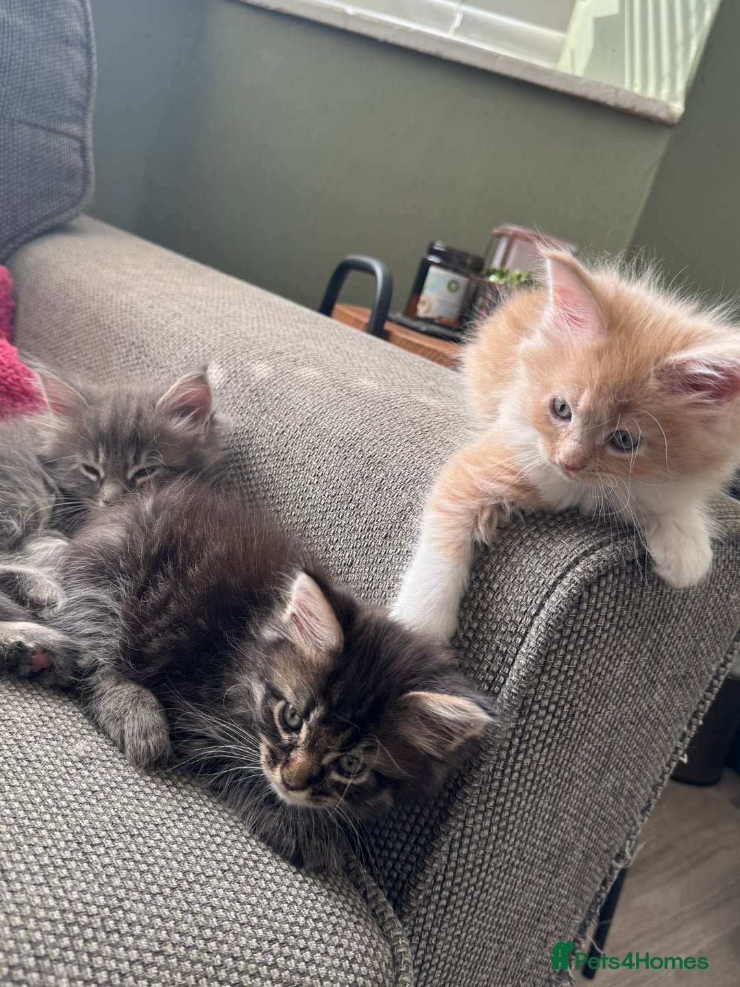 Maine Coon cats for sale: Xl Beautiful Mainecoon kittens for sale - Image 12