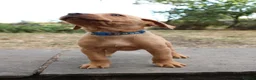 Labrador Retriever dogs for sale: Fox Red KC Labrador Puppies - Advert 12