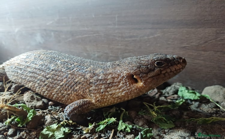 Skink reptiles - Advert 1