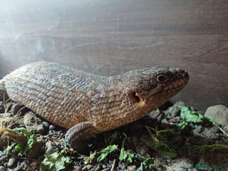 Skink reptiles - Advert 2