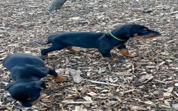 Dobermann dogs for sale: Doberman pups - Advert 12