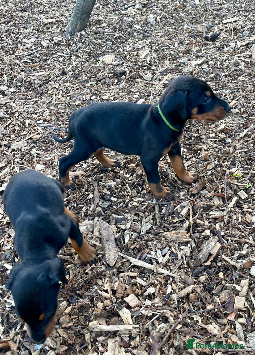 Dobermann dogs for sale: Doberman pups - Advert 12