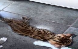 Bengal cats for sale: Bengal Kittens ready to be reserved  - Image 4