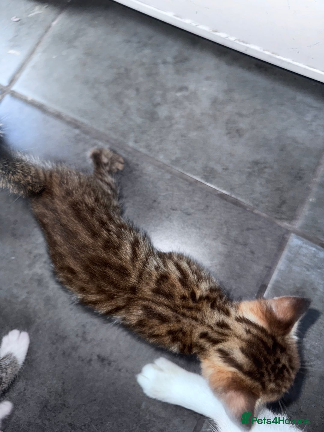 Bengal cats for sale: Bengal Kittens ready to be reserved  - Image 4