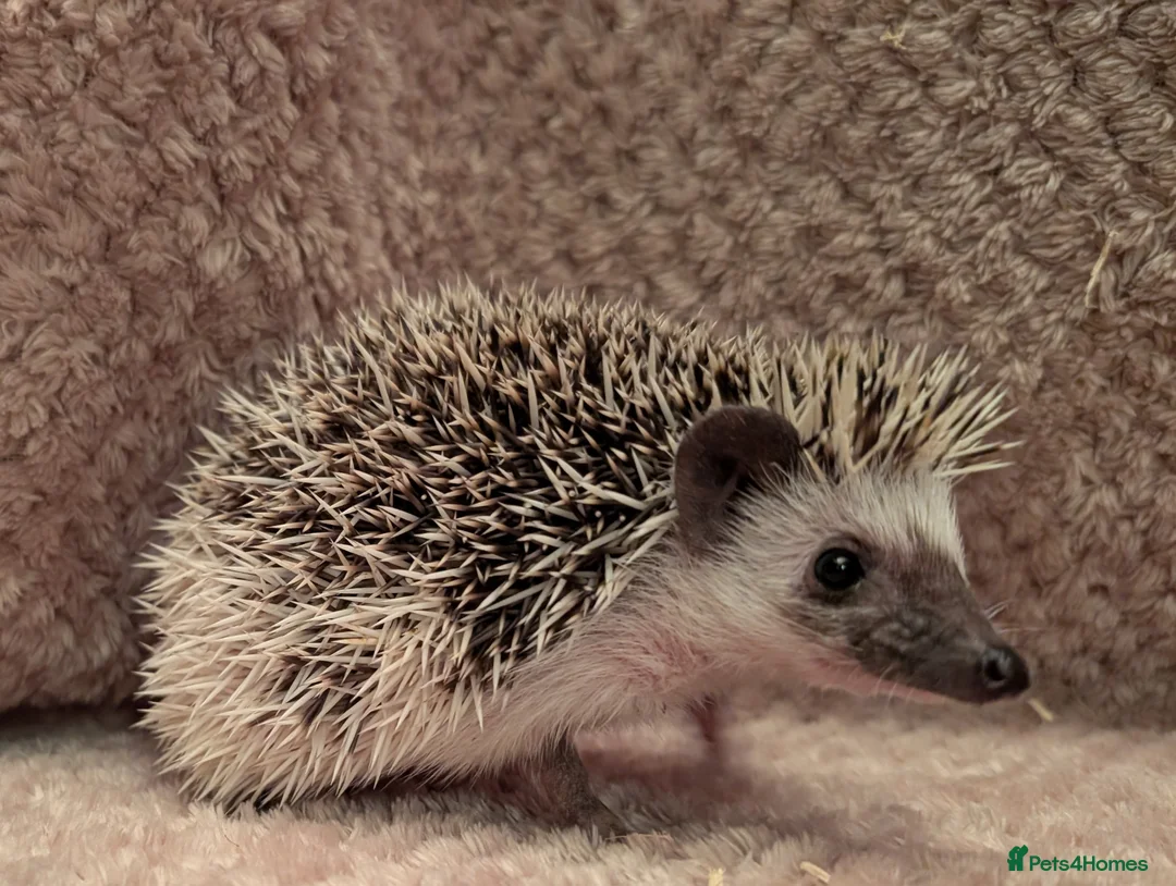 Pygmy Hedgehog rodents for sale: Little boy hedgehog  - Advert 1
