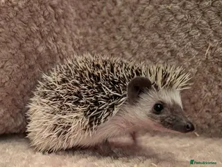 Pygmy Hedgehog rodents Little boy hedgehog - Advert 7