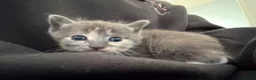 Mixed Breed cats for sale: Five beautiful kittens  - Advert 20