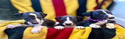 Whippet dogs for sale: Whippet pups  in Abergavenny - Advert 4