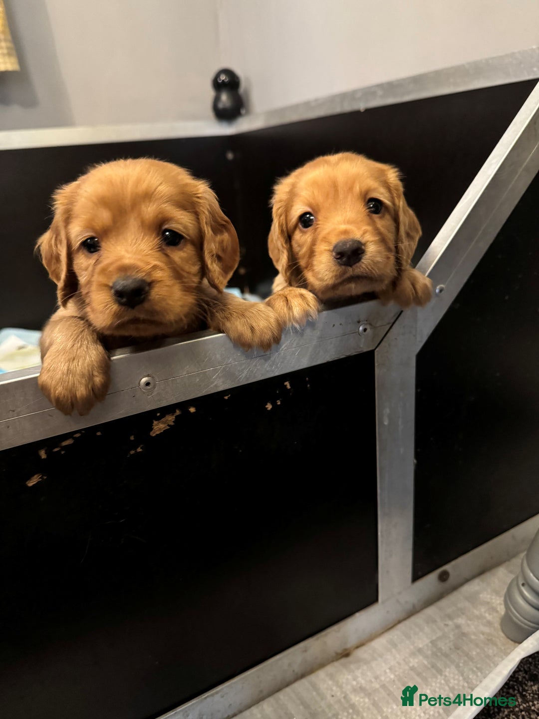 Cocker Spaniel dogs for sale: Working cocker spaniel puppies - Image 7