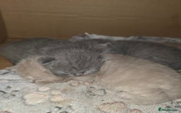 British Shorthair cats for sale: READY Pedigree British shorthair  - Image 6
