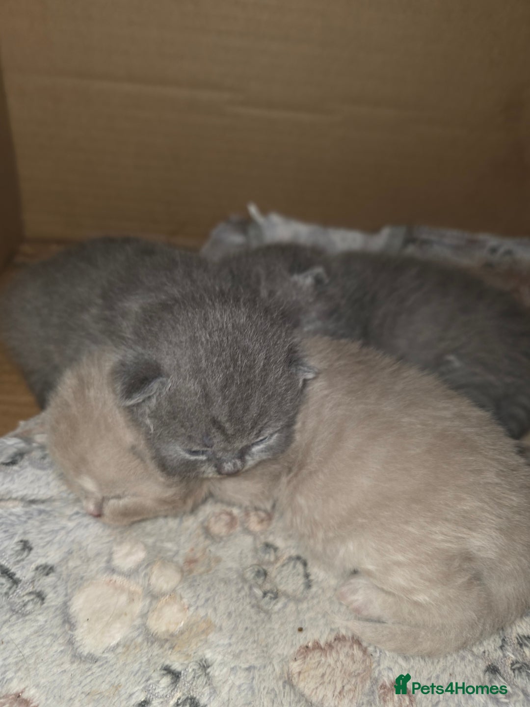 British Shorthair cats for sale: READY Pedigree British shorthair  - Image 6
