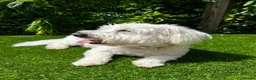 Coton De Tulear dogs for stud: Roger the dodger, available at studs.  - Advert 12