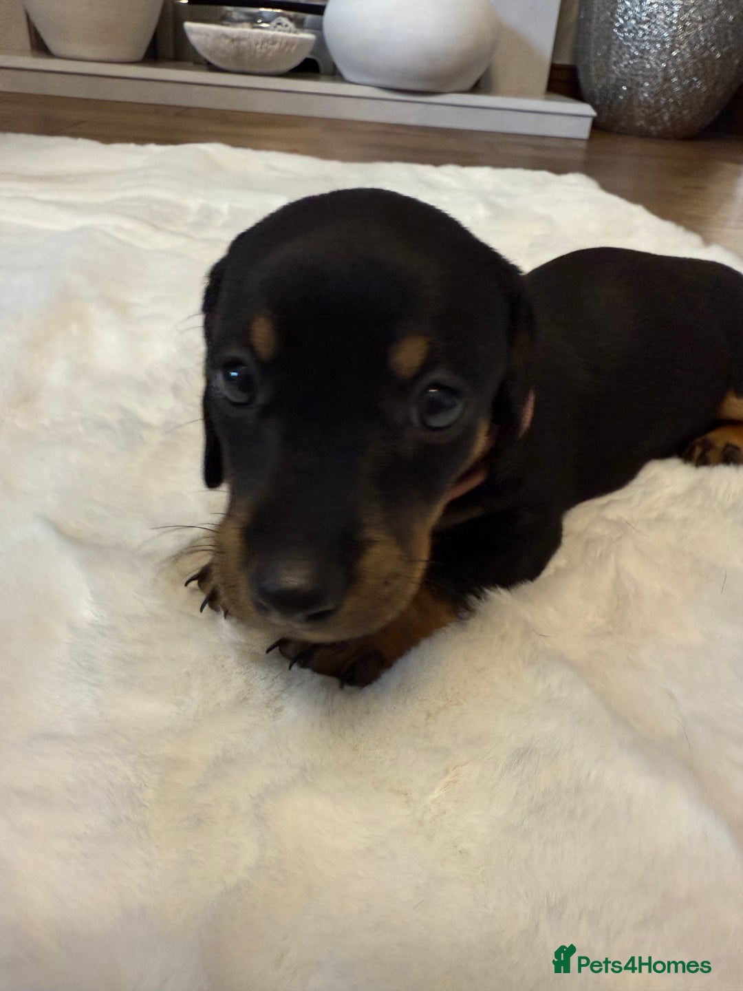 Dachshund dogs for sale: Dachshunds for sale   - Image 12