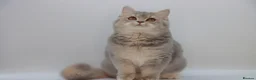 British Shorthair cats for sale: Retired Blue golden female British shorthair  - Advert 8