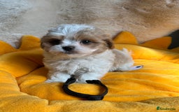 Maltipoo dogs for sale: Stunning Malticavapoo puppies NORTH STAFFORDSHIRE - Image 7