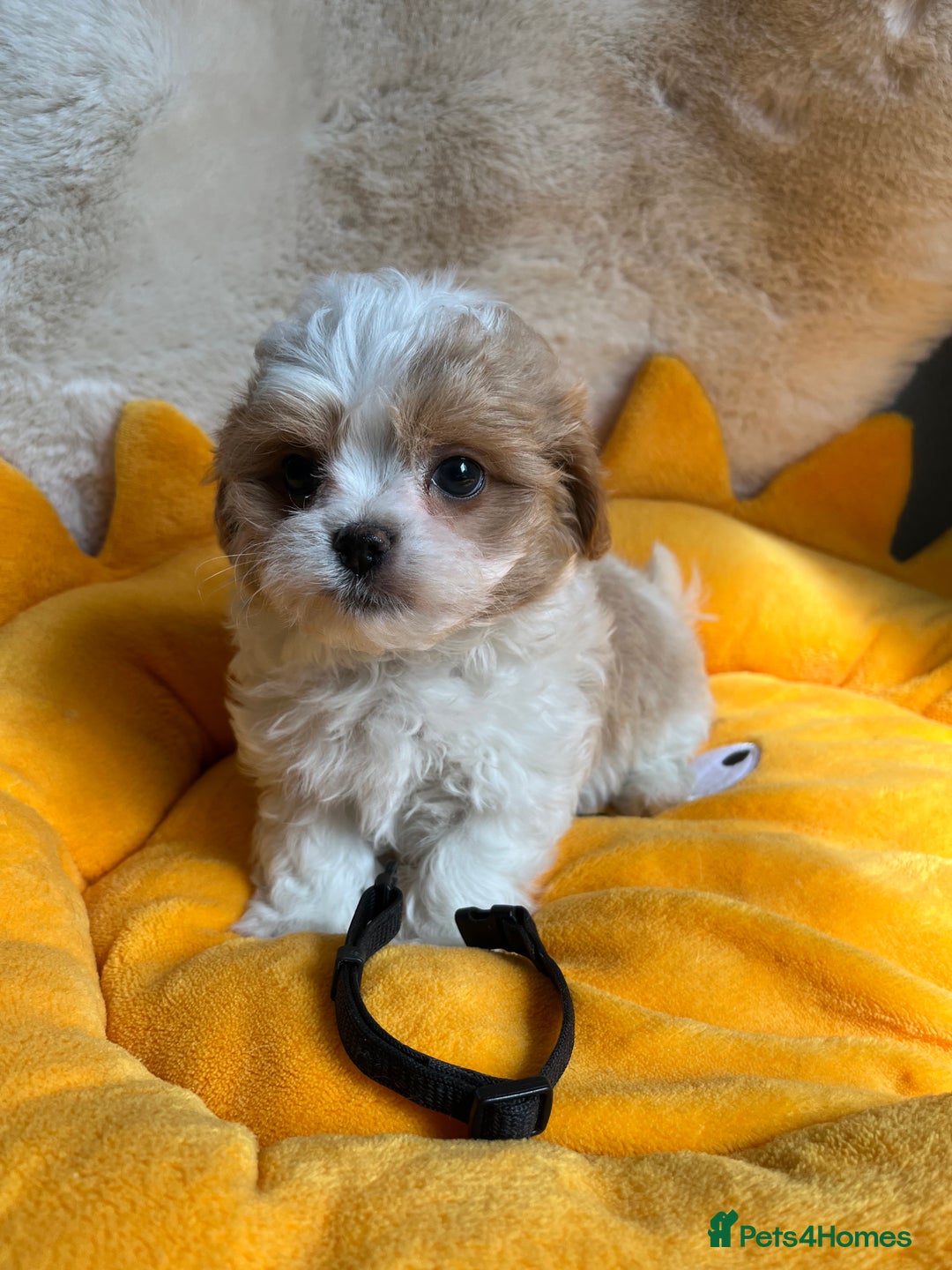 Maltipoo dogs for sale: Stunning Malticavapoo puppies NORTH STAFFORDSHIRE - Image 7