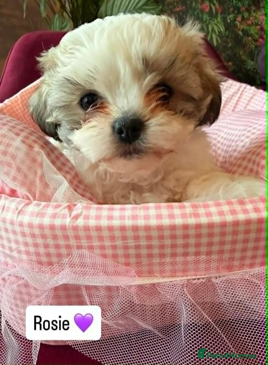 Malshi dogs for sale: Malshi Puppies - Rare Type - Ready Soon - Advert 2
