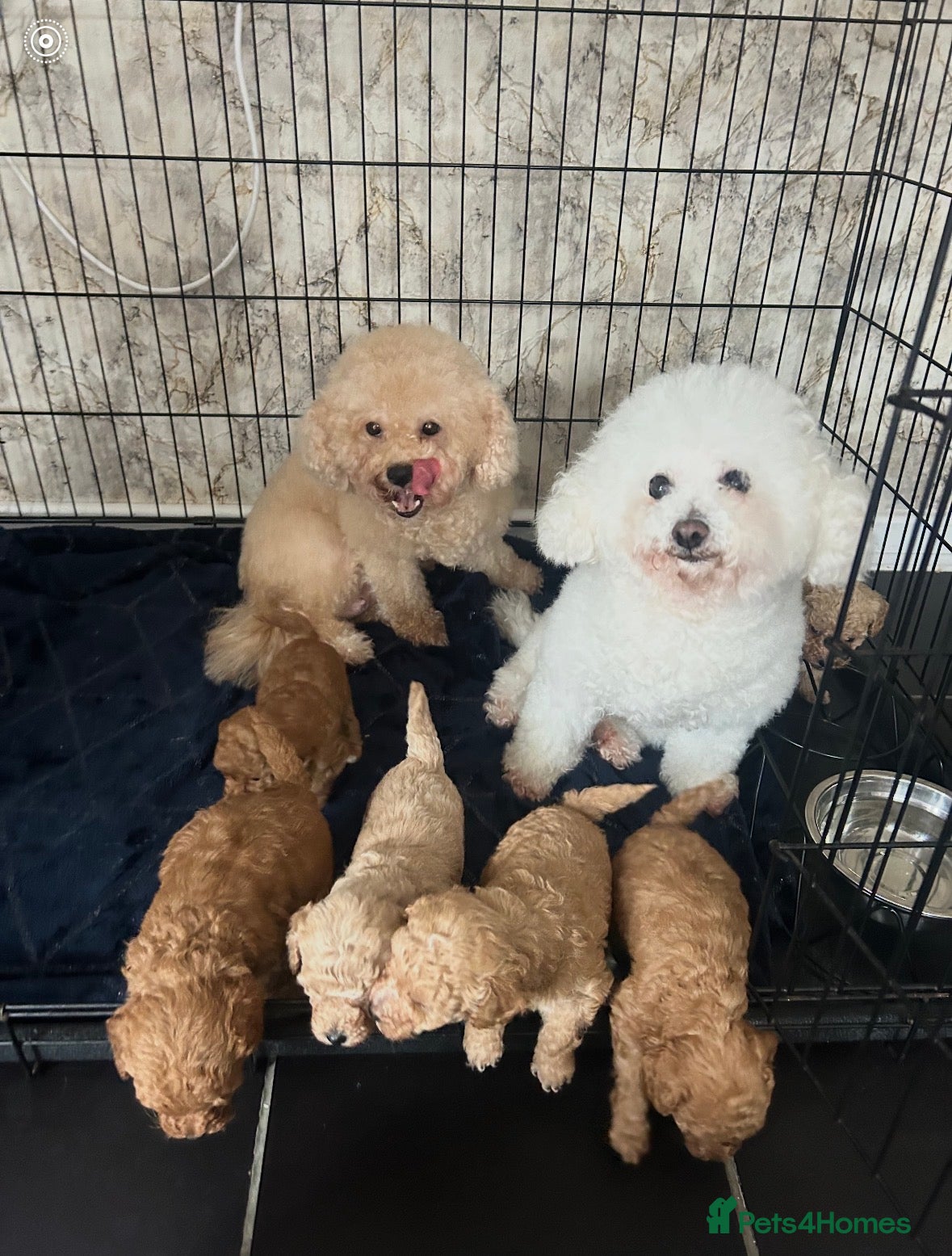 Poochon dogs Toy poochon - Advert 12