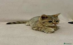 British Shorthair cats for sale: Charming pure BSH kitten - Image 12