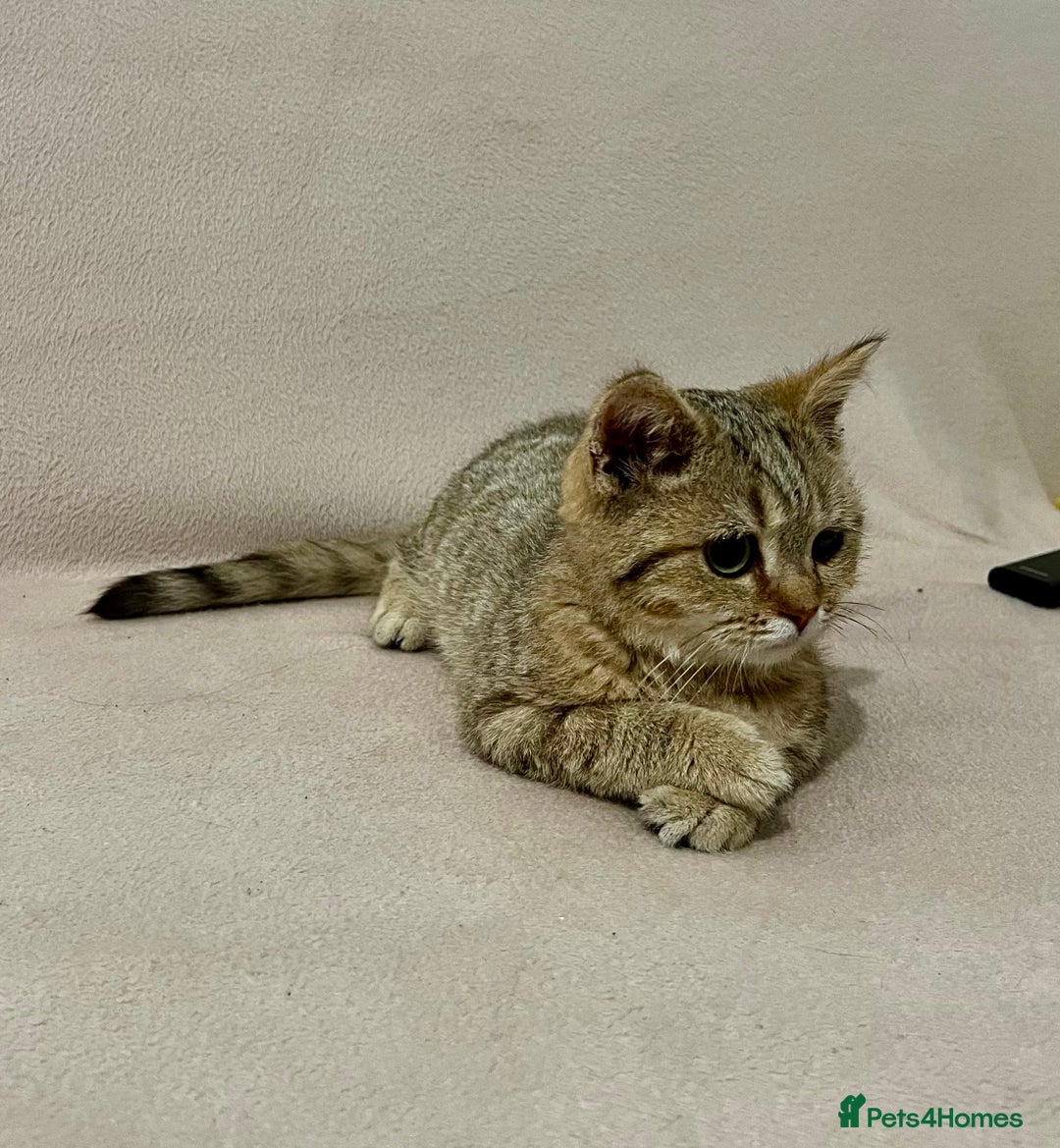British Shorthair cats for sale: Charming pure BSH kitten - Image 12