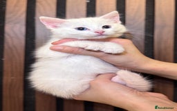 British Shorthair cats for sale: 🎃The Jack Frost Litter–Frost & Pumpkin Whiskers❄️ - Image 15