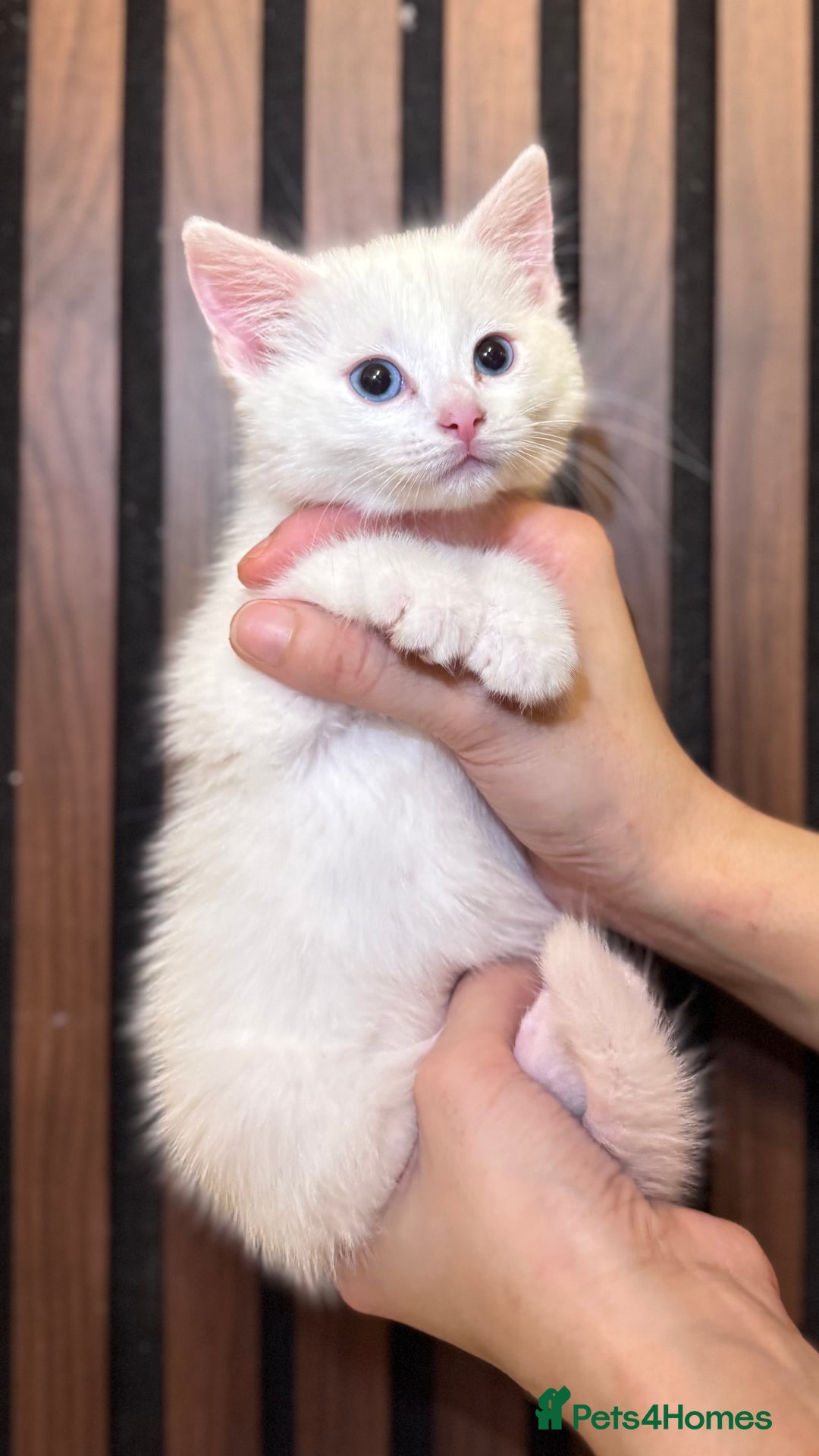 British Shorthair cats for sale: 🎃The Jack Frost Litter–Frost & Pumpkin Whiskers❄️ - Image 15