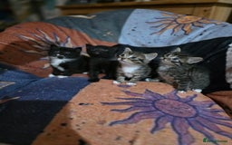 Domestic Shorthair cats for sale: Beautiful litter of kittens 3 x girls and 1 boy - Image 1