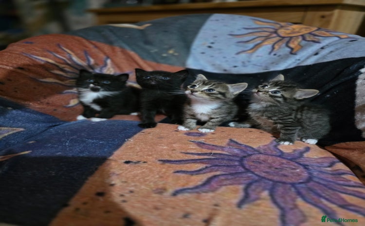 Domestic Shorthair cats - Advert 1