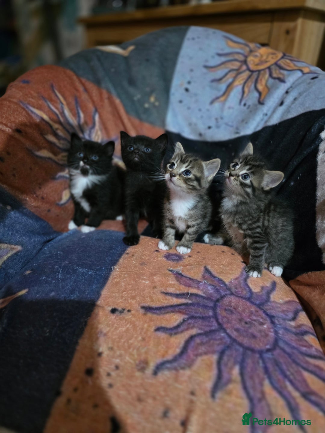 Domestic Shorthair cats for sale: Beautiful litter of kittens 3 x girls and 1 boy - Image 1
