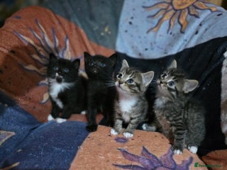 Domestic Shorthair cats - Advert 29