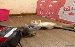 Maine Coon cats for sale: Half Maine coon kittens  - Image 1