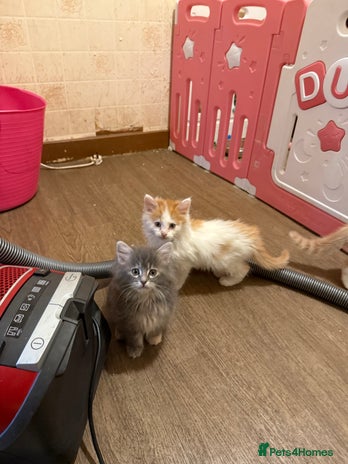 Maine Coon cats - Advert 14