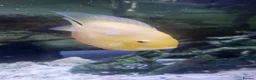 Cichlids fish for sale: Breeding pair of golden severums - Advert 2