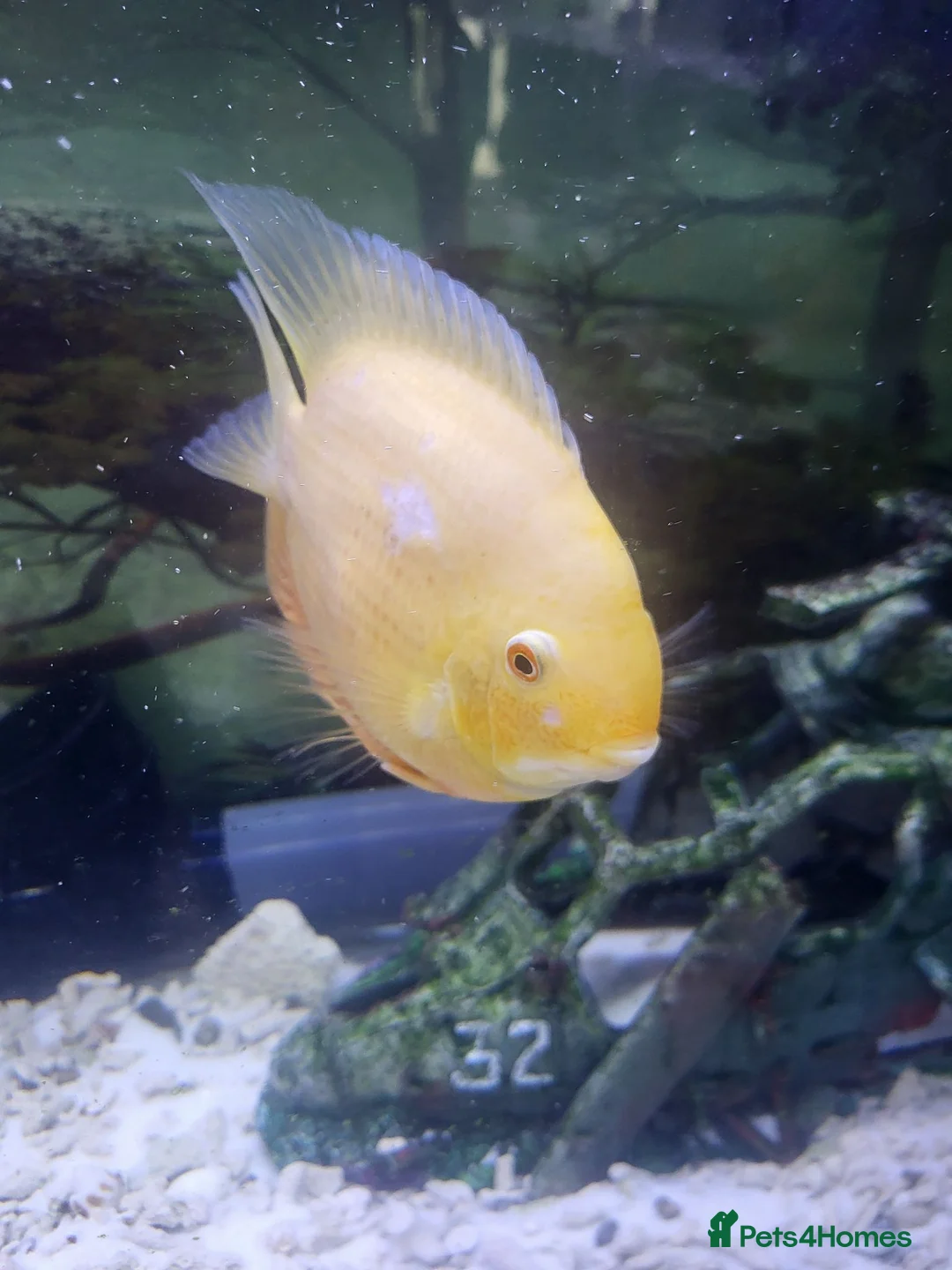Cichlids fish for sale: Breeding pair of golden severums - Advert 2