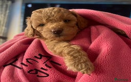 Toy Poodle dogs for sale: KC Registered Toy Poodle Treasures  - Image 9