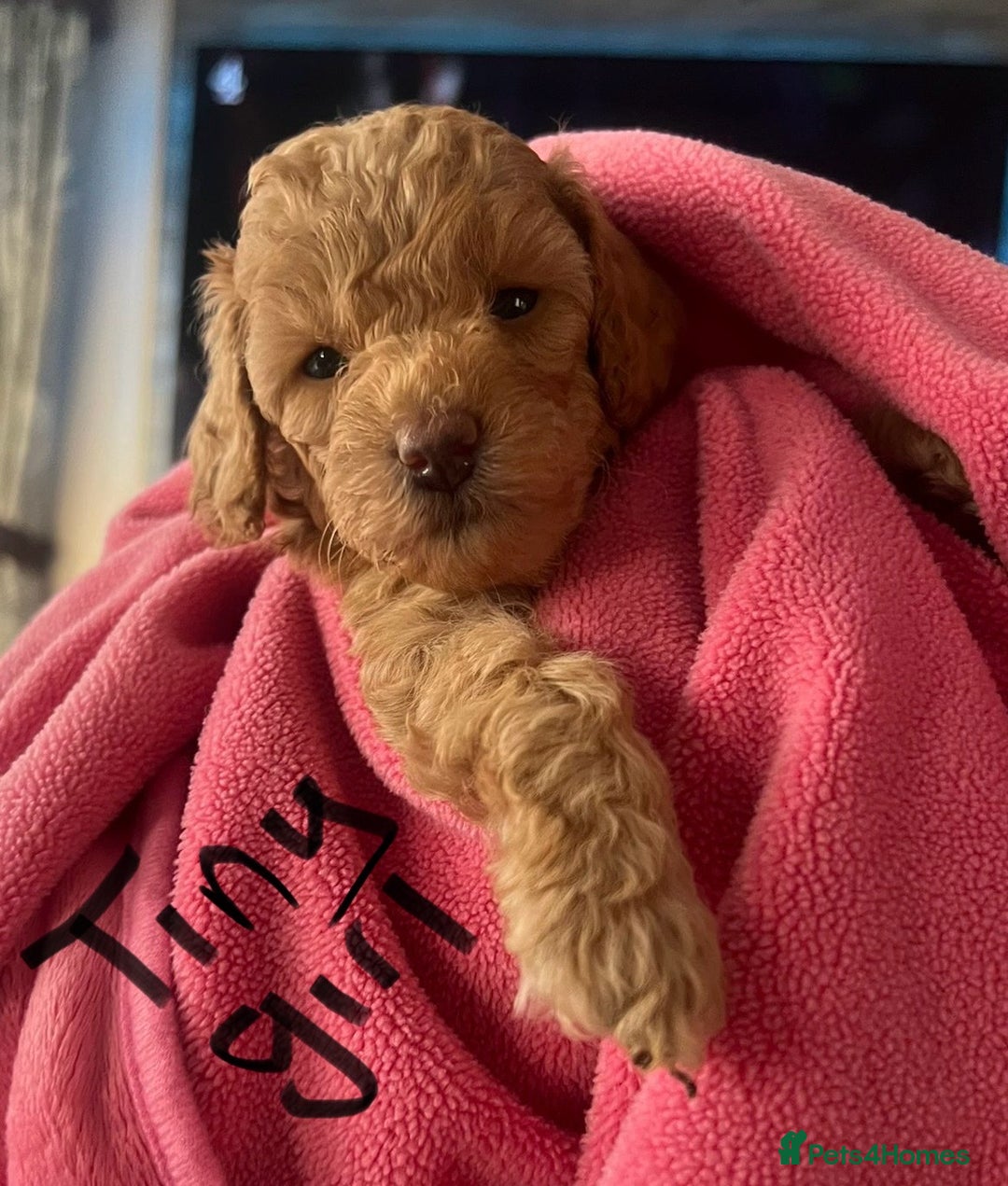 Toy Poodle dogs for sale: KC Registered Toy Poodle Treasures  - Image 9