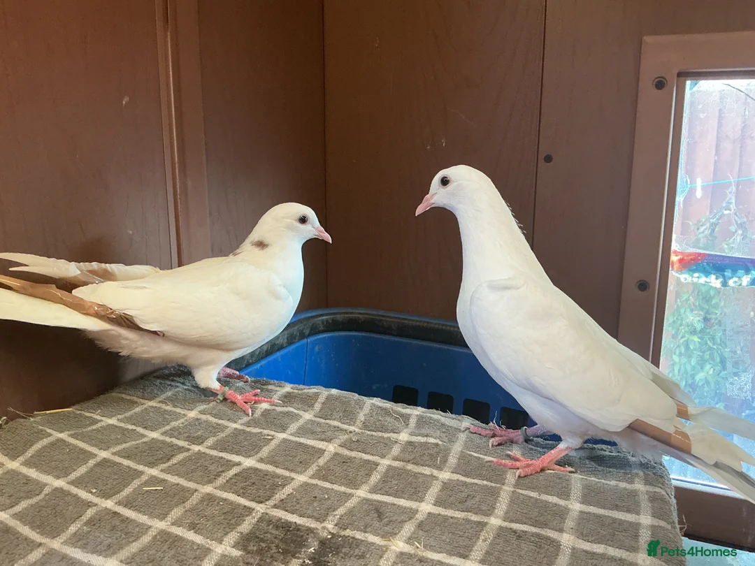 Pigeons birds for sale: A pair of young toghi hybrids  in Oxford - Advert 2