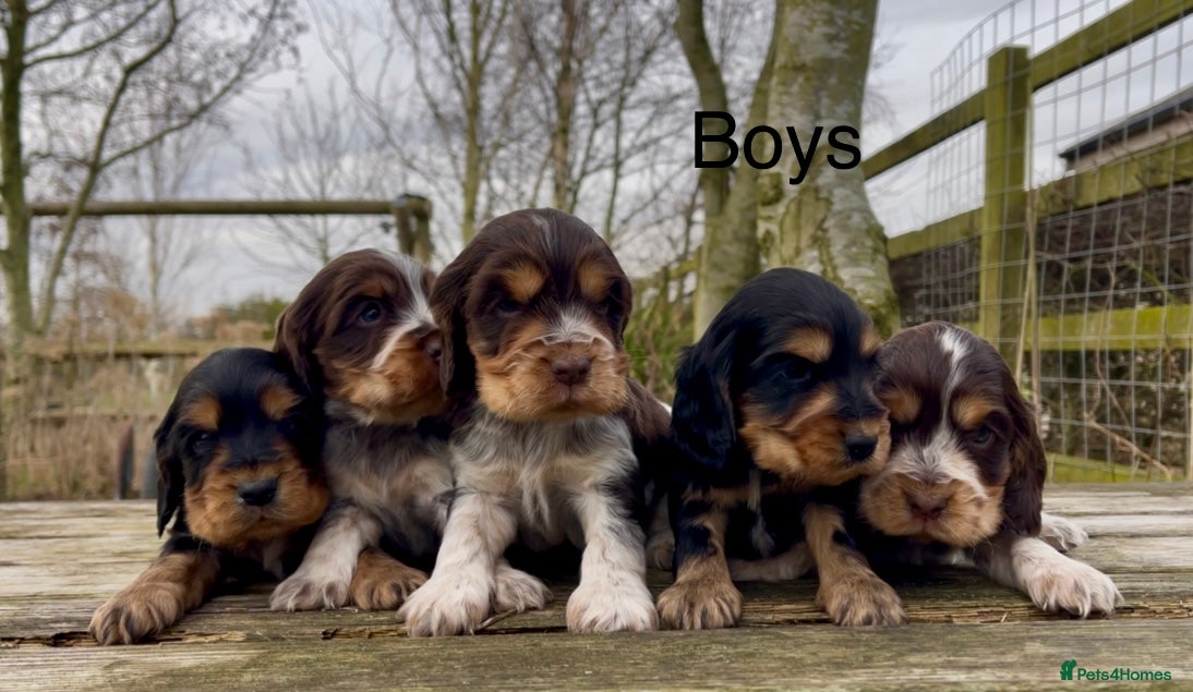 Cocker Spaniel dogs KC Reg Show Type Cocker Spaniel Pupies  - Advert 1